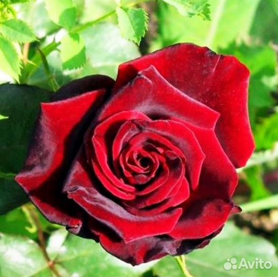 Роза Кларет