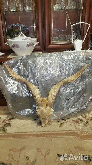 Рога козла с черепом