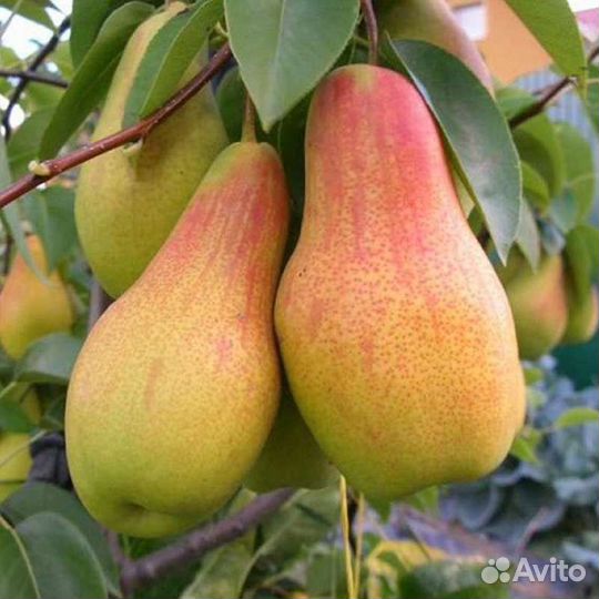 Саженцы Груши разных сортов