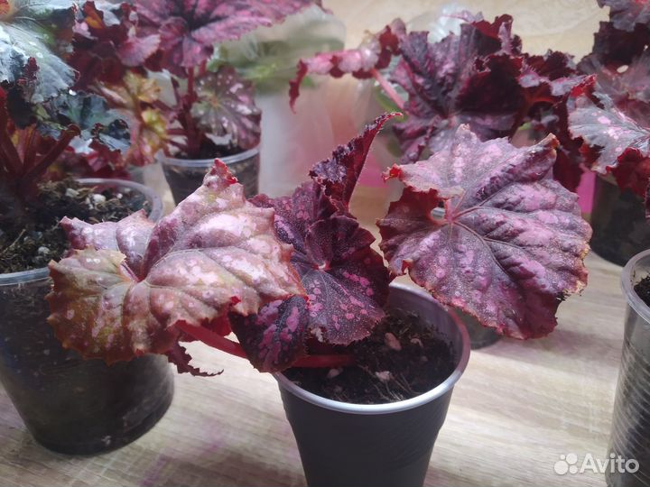 Детки бегоконий LeRex