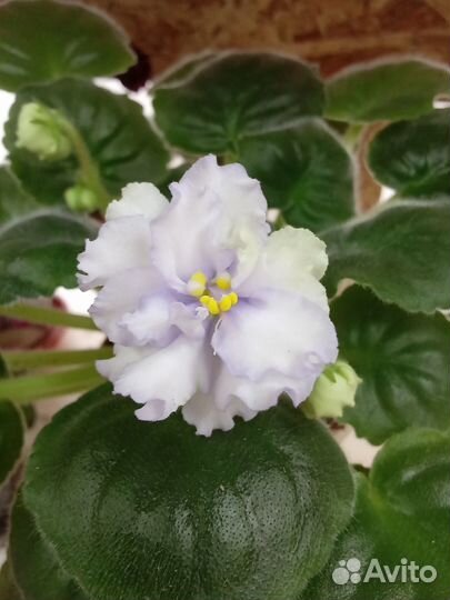 Сортовые фиалки наборы отправляю почтой