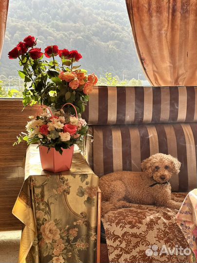 Передержка собак мелких пород