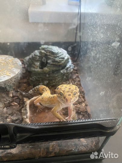 Паук-птицеед, эублефар, террариумы с наполнением