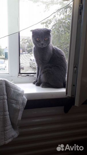 Шотландские