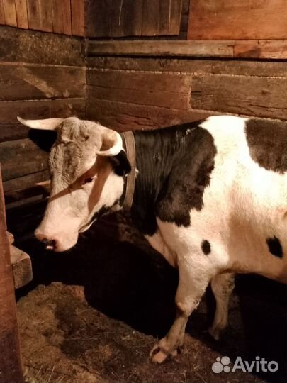 С/х животные коровы