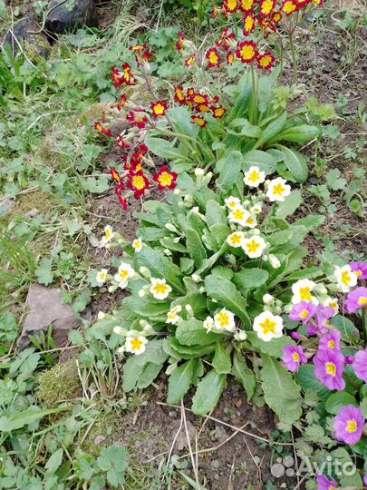 Примула садовая