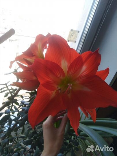 Гиппеаструм амариллис