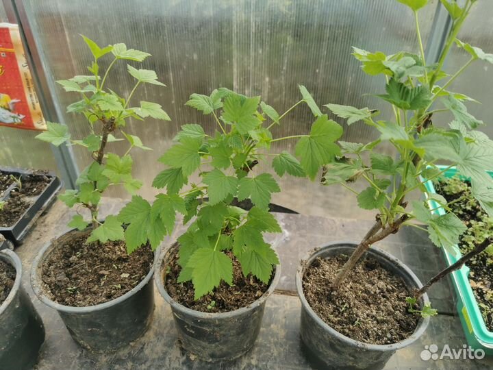 Смородина чёрная