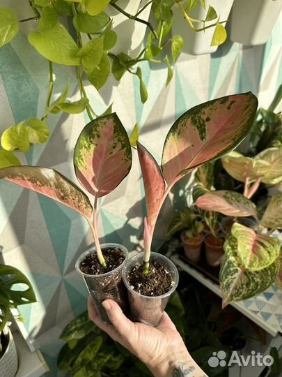 Аглаонема детки