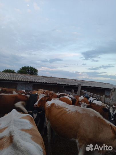 Коровы дойные и телки