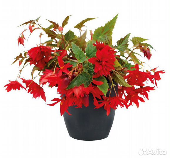 Бегония клубневая,ампельная Фанки