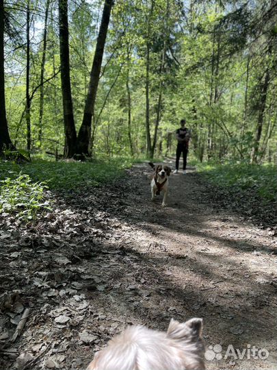 Выгул собак, передержка грызунов