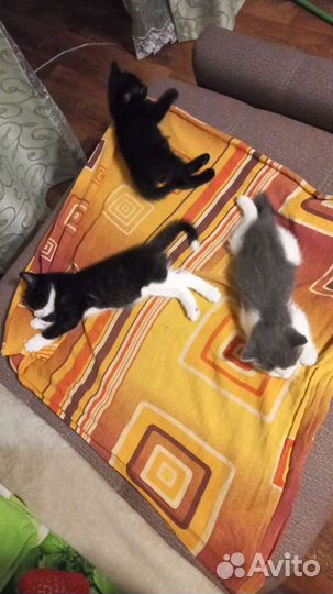 Котята в добрые руки