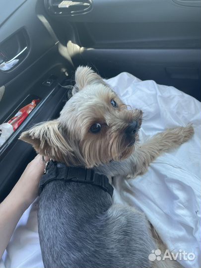 Продам йорка