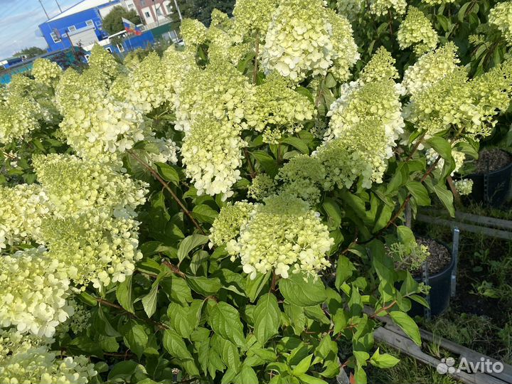 Гортензия на штамбе