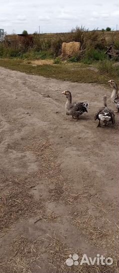 Тульские гуси