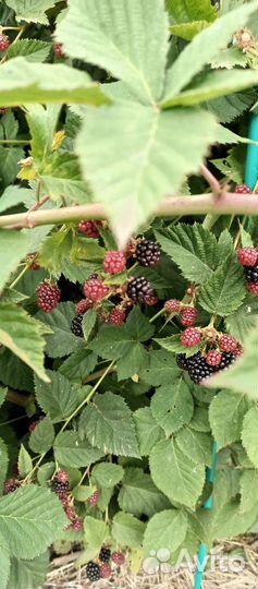 Ежевика торнфри