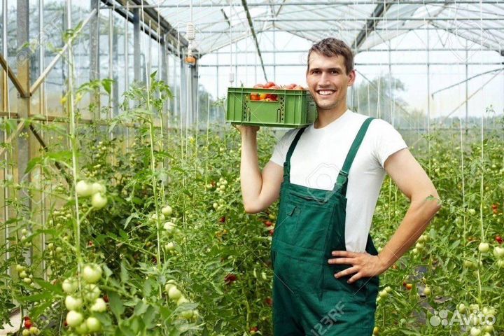Разнорабочий в теплицу