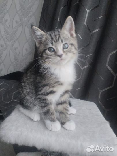 Тигровый табби