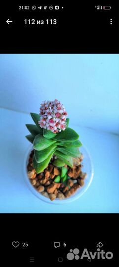 Крассула Том Тумб,крассула Хоббит, крассула Спринг