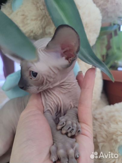 Канадский сфинкс котенок