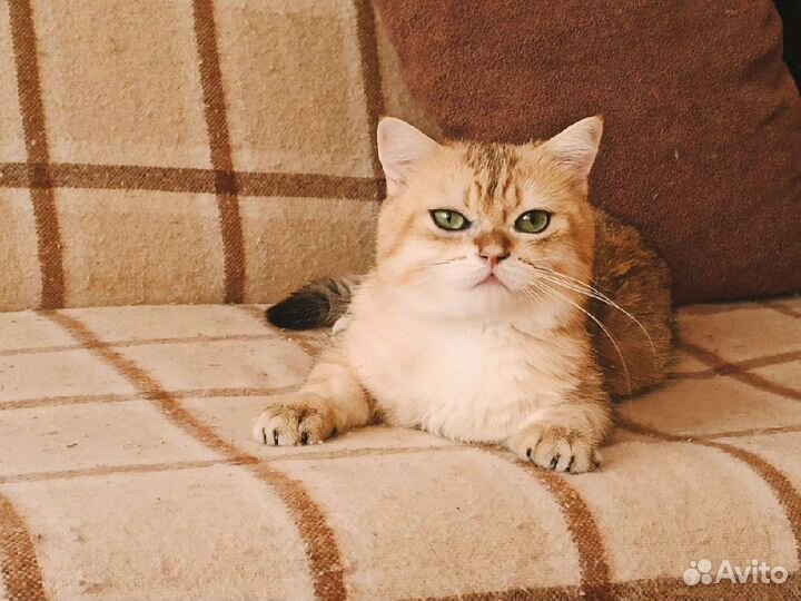 Британский кот