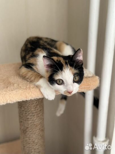 Котенок 4 месяца