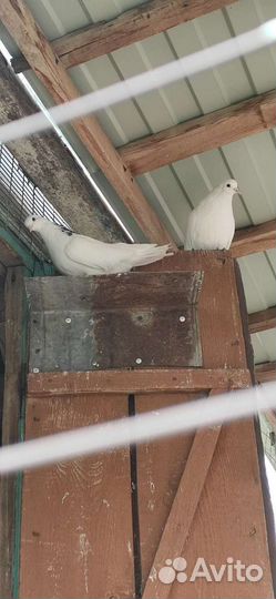 Голуби на свадьбу