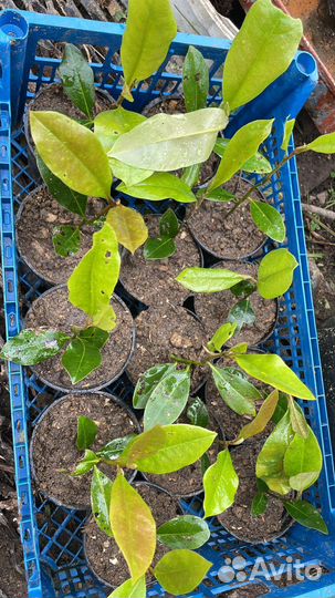 Магнолия грандифлора