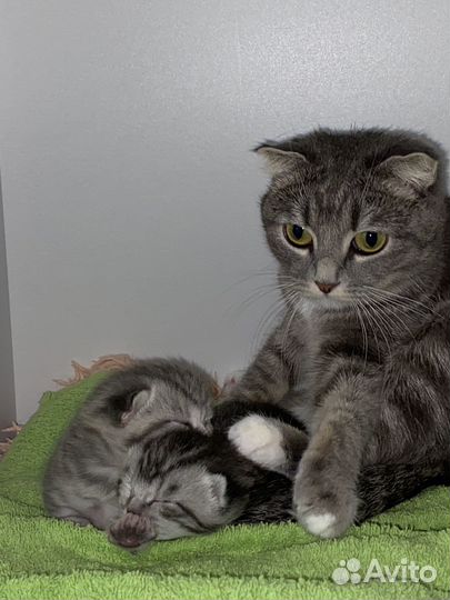 Шотландские котята