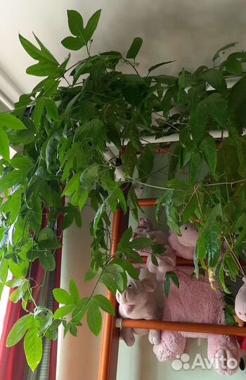 Пассифлора