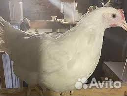 Куры несушки молодки