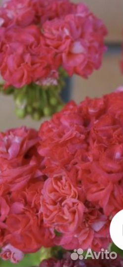 Пеларгония