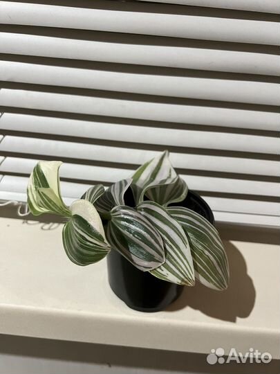 Традесканция