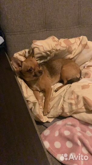 Передержка собак, зоотакси