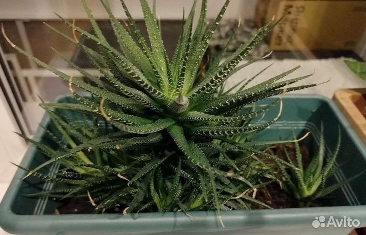 Комнатные цветы