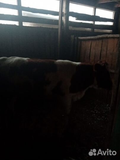 Телочка 8 месяцев