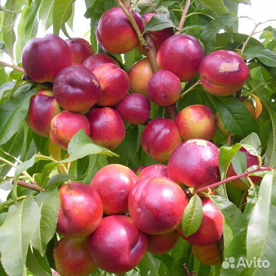 Саженцы Нектарина