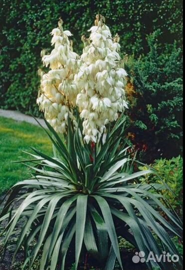 Опунция, Юкка