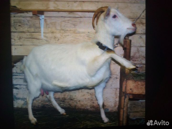 Зааненская дойная коза