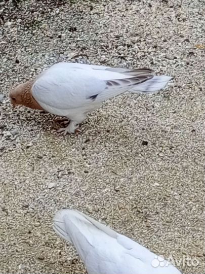 Турецкая такла