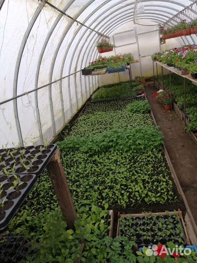 Рассада цветов и овощей