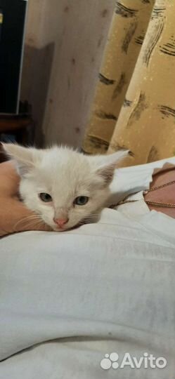 Котята дворянины