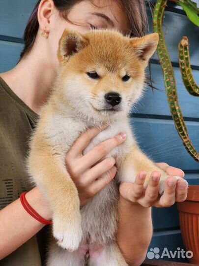 Щенки сиба ину