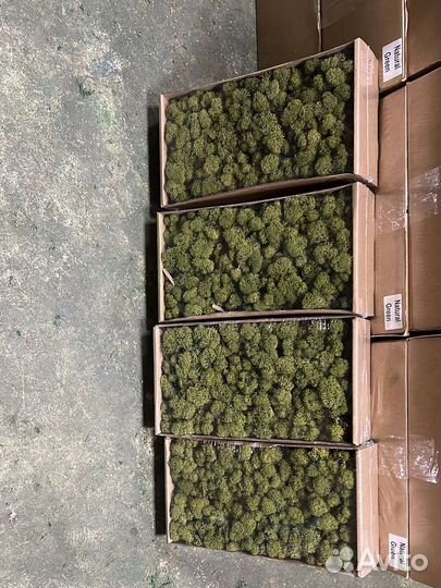 Мох стабилизированный опт розница