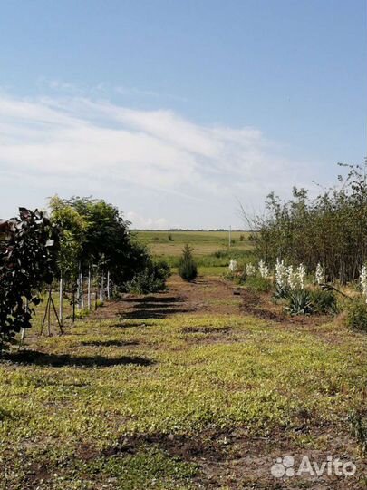 Саженцы лиственных и хвойных