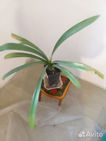 Комнатные цветы Кливия большая цветет