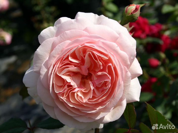 Роза английская Э Шропшие Лэд