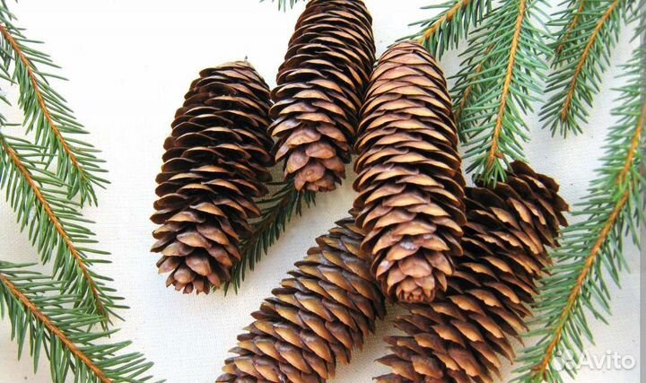Шишки сосновые и еловые