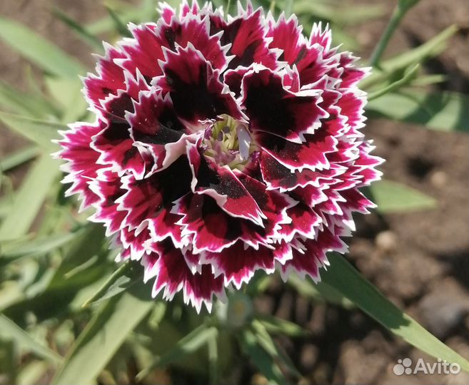 Пеларгония герань сортовая